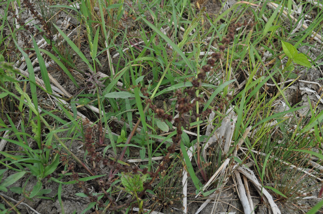 Panicum sp rice